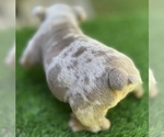 Small Photo #14 Bulldog Puppy For Sale in STOCKBRIDGE, GA, USA