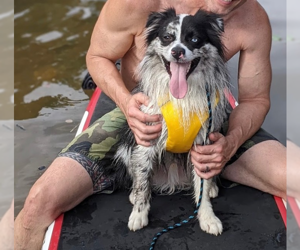 Medium Photo #2 Australian Shepherd Puppy For Sale in garner, NC, USA