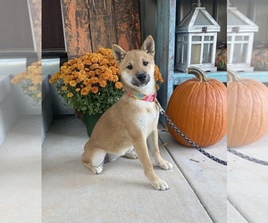 Shiba Inu Puppy for sale in STELLA, MO, USA