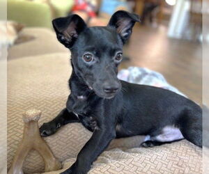Chihuahua-Unknown Mix Dogs for adoption in Boonton, NJ, USA