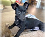 Small Chihuahua Mix