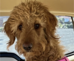 Small Photo #1 Goldendoodle Puppy For Sale in TUCSON, AZ, USA