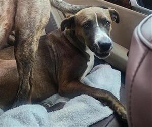 American Staffordshire Terrier Dogs for adoption in San Antonio, TX, USA