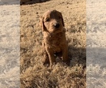 Small Photo #1 Goldendoodle-Poodle (Standard) Mix Puppy For Sale in EDMOND, OK, USA