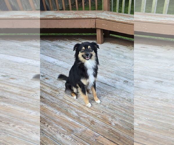 Medium Photo #3 Australian Shepherd-Unknown Mix Puppy For Sale in Columbus, IN, USA