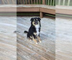 Small #2 Australian Shepherd Mix