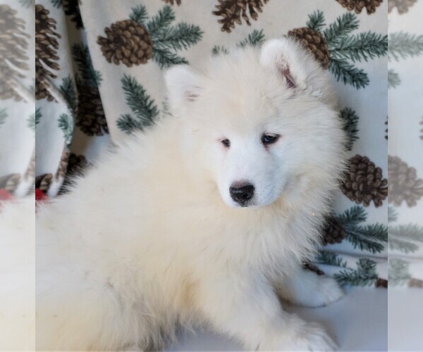 Medium Photo #1 Samoyed Puppy For Sale in THORP, WI, USA