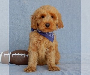 Goldendoodle (Miniature) Puppy for sale in MILLERSBURG, OH, USA