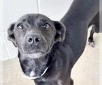 Small #2 Labrador Retriever Mix