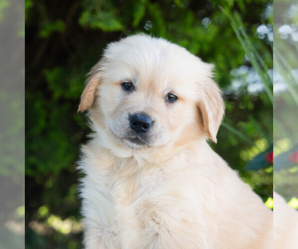 Medium Photo #1 Golden Retriever Puppy For Sale in NEWPORT, PA, USA