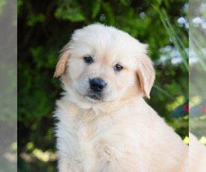 Golden Retriever Puppy for sale in NEWPORT, PA, USA