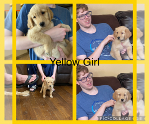 Golden Retriever Puppy for sale in PEORIA, AZ, USA