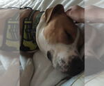 Small #10 American Pit Bull Terrier-Bull Terrier Mix