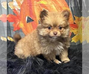 Pomeranian Puppy for Sale in BOCA RATON, Florida USA