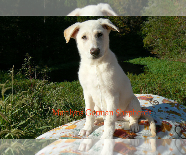 Medium Photo #1 German Shepherd Dog Puppy For Sale in PIEDMONT, MO, USA