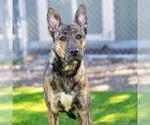 Small German Shepherd Dog Mix