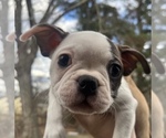 Puppy 3 Boston Terrier