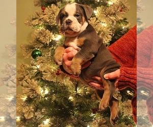 Bulldog Puppy for sale in HOOKERTON, NC, USA