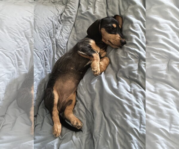 Medium Photo #4 Dachshund Puppy For Sale in Hesperia, CA, USA
