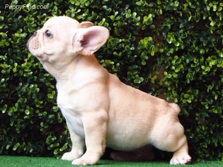French Bulldog Puppy for sale in ARLINGTON, VA, USA