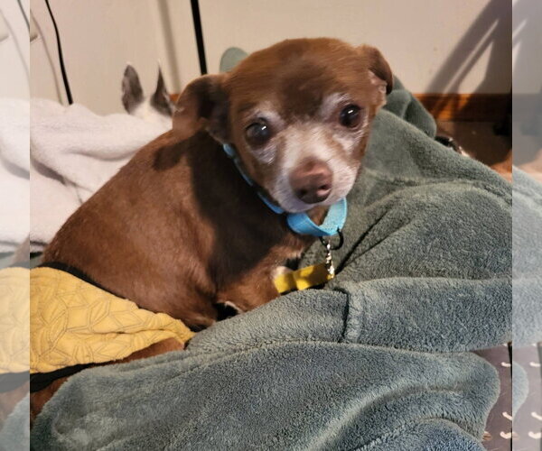 Medium Photo #4 Chihuahua-Unknown Mix Puppy For Sale in New London, WI, USA