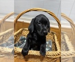 Small #3 Labrador Retriever