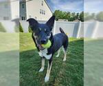 Small #9 German Shepherd Dog Mix
