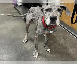 Great Dane Dogs for adoption in Forestville, MD, USA