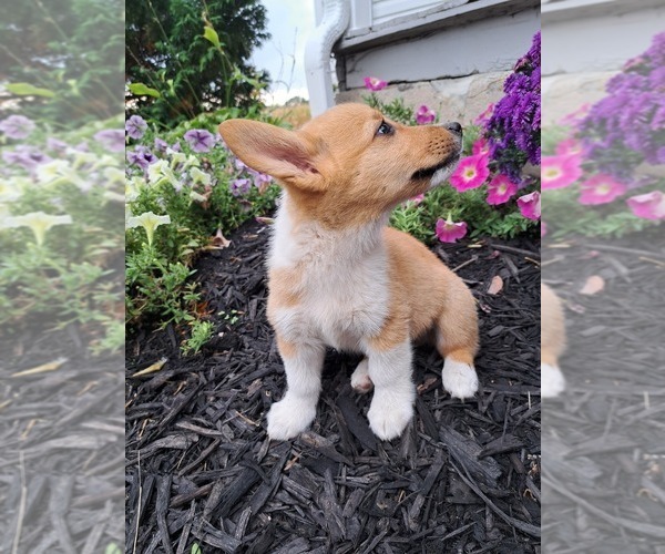 Medium Photo #7 Pembroke Welsh Corgi Puppy For Sale in SHILOH, OH, USA