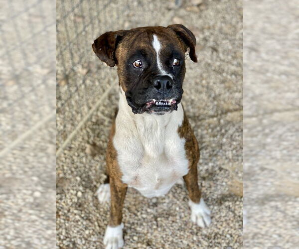 Medium Photo #3 Boxer Puppy For Sale in Austin, TX, USA