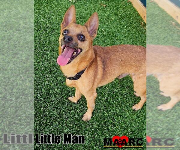 Medium Photo #1 Chihuahua-Unknown Mix Puppy For Sale in Maryville, TN, USA