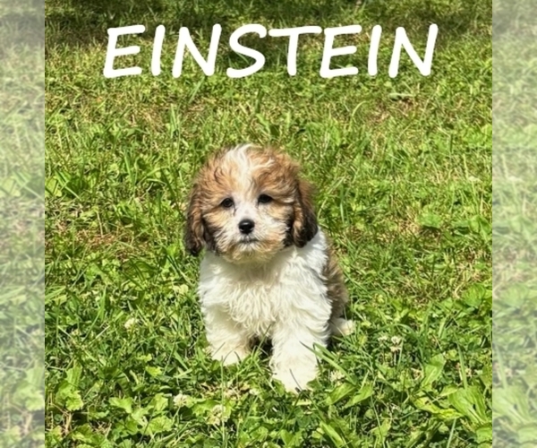 Medium Photo #2 Shih-Poo Puppy For Sale in HARTLAND, MN, USA