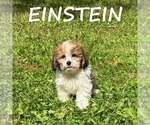 Small #1 Shih-Poo