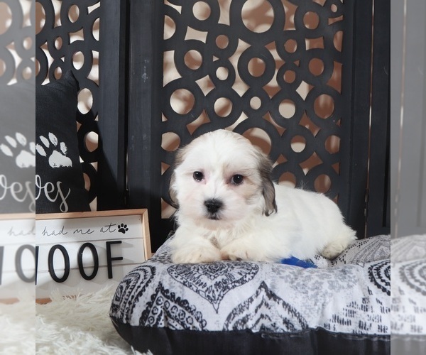 Medium Photo #3 Zuchon Puppy For Sale in MOUNT VERNON, OH, USA