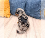 Small #4 Cavapoo (Miniature)
