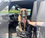 Small #1 Mutt