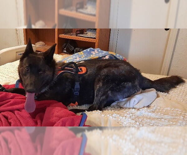 Medium Photo #1 - Mix Puppy For Sale in Imlay City, MI, USA