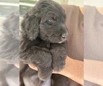 Small Photo #67 Aussiedoodle Puppy For Sale in LONGWOOD, FL, USA
