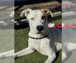 Small #5 Labrador Retriever-Staffordshire Bull Terrier Mix