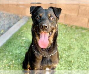 Rottweiler-Unknown Mix Dogs for adoption in Moreno Valley, CA, USA