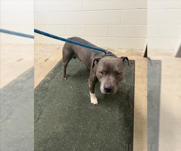 Medium Photo #1 American Pit Bull Terrier Puppy For Sale in Derwood, MD, USA