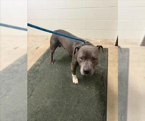 American Pit Bull Terrier Dogs for adoption in Derwood, MD, USA