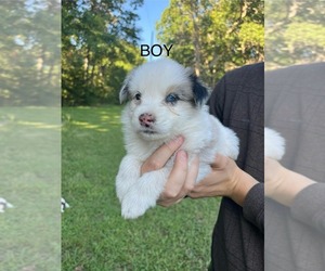 Border-Aussie Puppy for sale in CONCORD, VA, USA