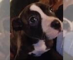Small #2 American Staffordshire Terrier