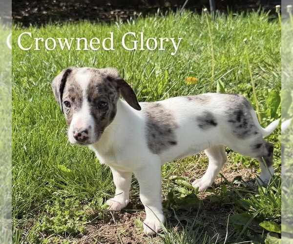 Medium Photo #12 Australian Shepherd-Unknown Mix Puppy For Sale in pomfret, CT, USA