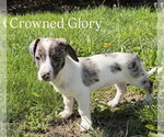 Small #11 Australian Shepherd Mix