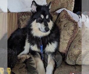 Alaskan Malamute-Unknown Mix Dogs for adoption in Kansas City, MO, USA