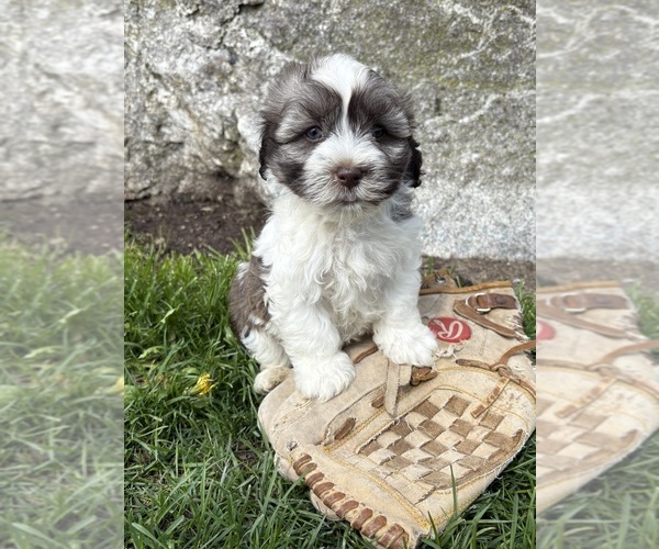 Medium Photo #2 Havanese Puppy For Sale in MIDDLEBURY, IN, USA