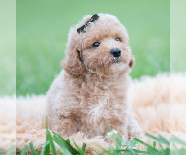Medium Photo #7 Maltipoo (Miniature) Puppy For Sale in WARSAW, IN, USA