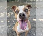 Small #1 American Pit Bull Terrier Mix